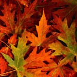 Poem leaves